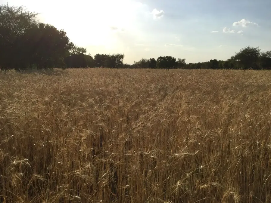 sending-spring-flowers-from-jadan bodyImage